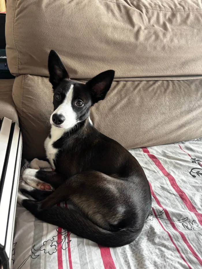 Cachorro ra a SRD-ViraLata idade 1 ano nome Panda