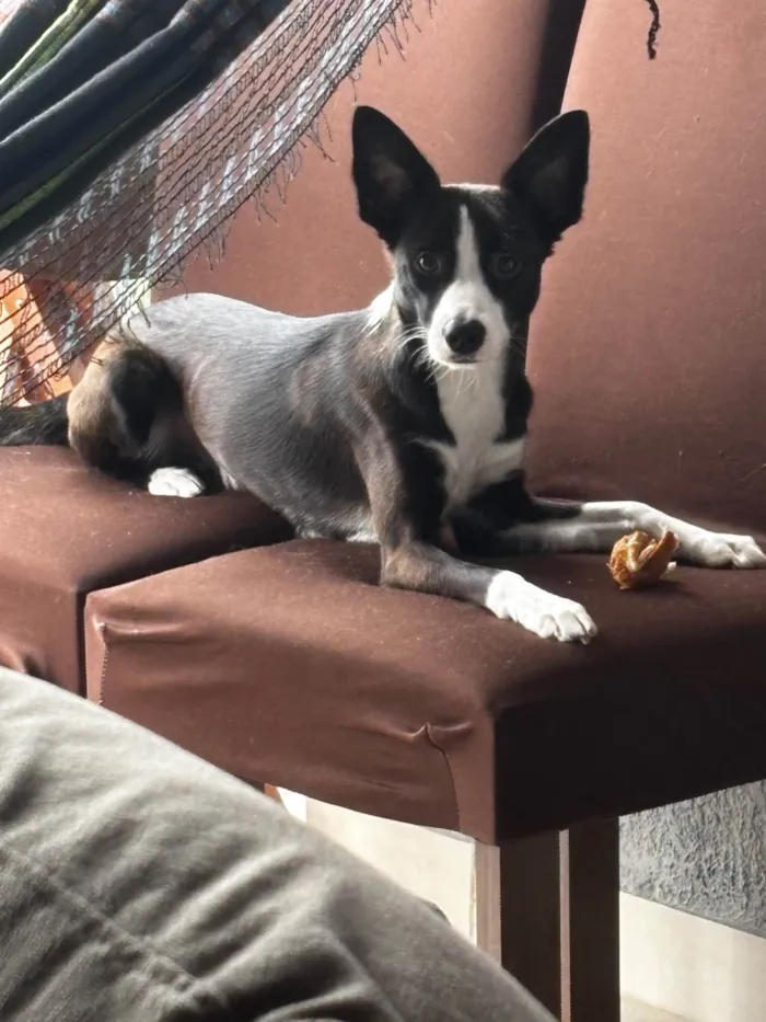 Cachorro ra a SRD-ViraLata idade 1 ano nome Panda