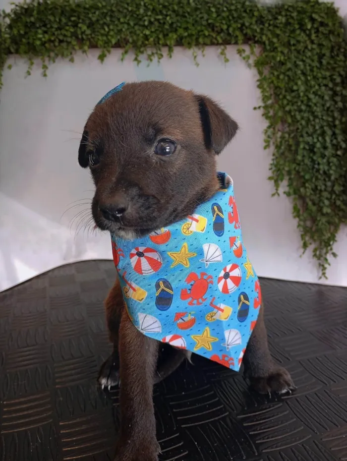 Cachorro ra a SRD-ViraLata idade Abaixo de 2 meses nome Juca