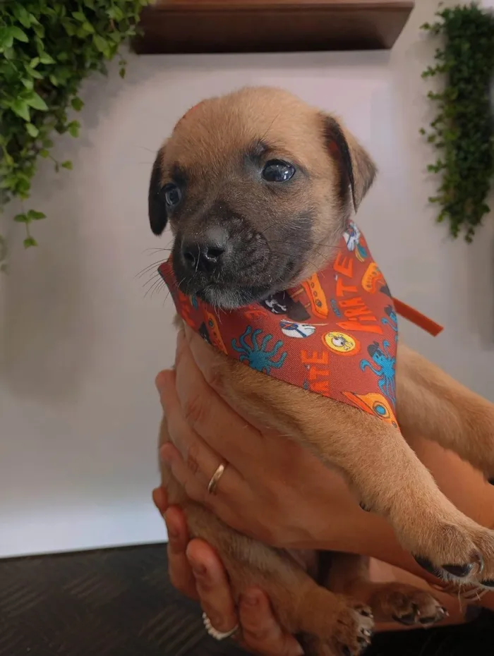 Cachorro ra a SRD-ViraLata idade Abaixo de 2 meses nome Joka
