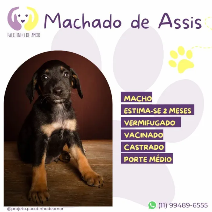 Cachorro ra a SRD-ViraLata idade Abaixo de 2 meses nome Machado de Assis 