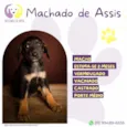 Machado de Assis