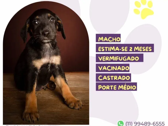 Cachorro ra a SRD-ViraLata idade Abaixo de 2 meses nome Machado de Assis 