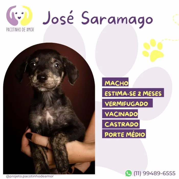 Cachorro ra a SRD-ViraLata idade Abaixo de 2 meses nome José Saramago