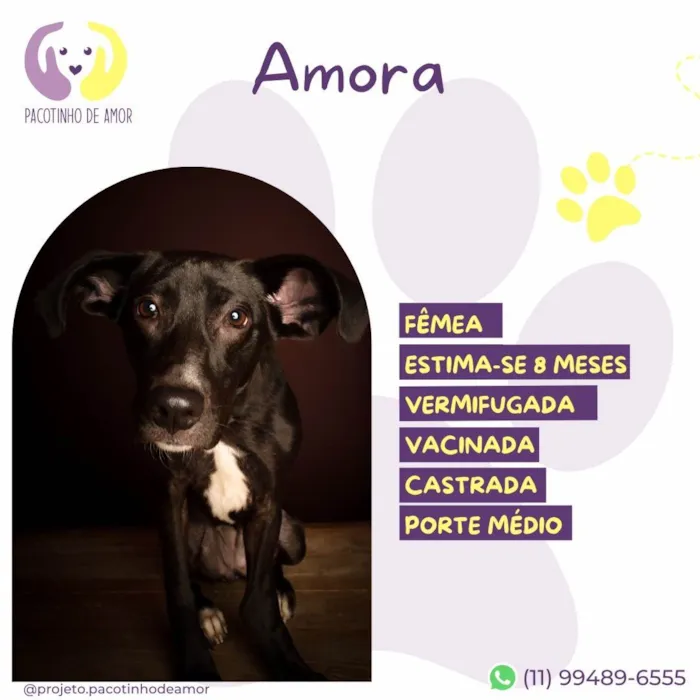 Cachorro ra a SRD-ViraLata idade 7 a 11 meses nome Amora