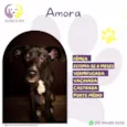 Amora