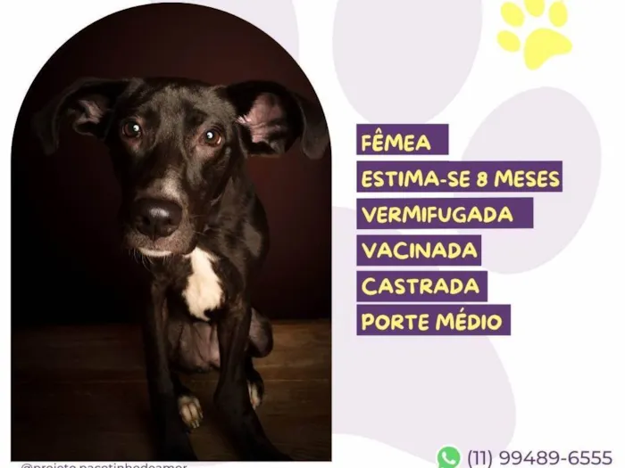 Cachorro ra a SRD-ViraLata idade 7 a 11 meses nome Amora