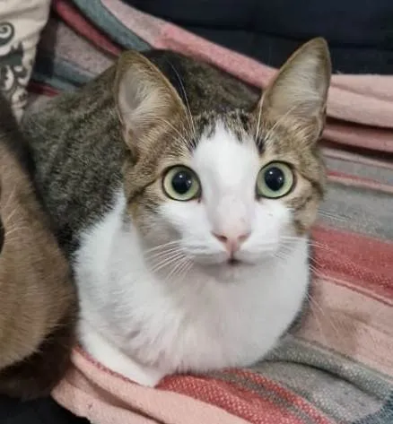 Gato ra a SRD-ViraLata idade 2 anos nome Lucky