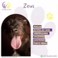Zeus :)