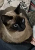 Lady