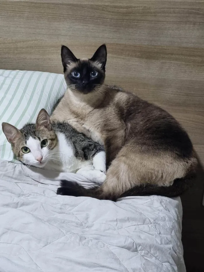 Gato ra a Siamês idade 2 anos nome Lady