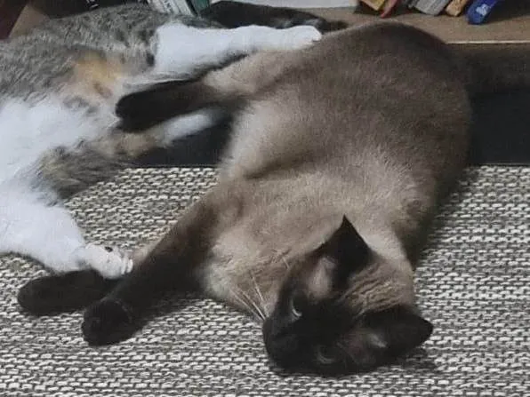 Gato ra a Siamês idade 2 anos nome Lady