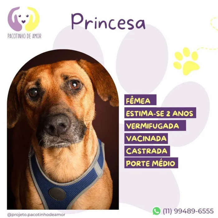 Cachorro ra a SRD-ViraLata idade 2 anos nome Princesa