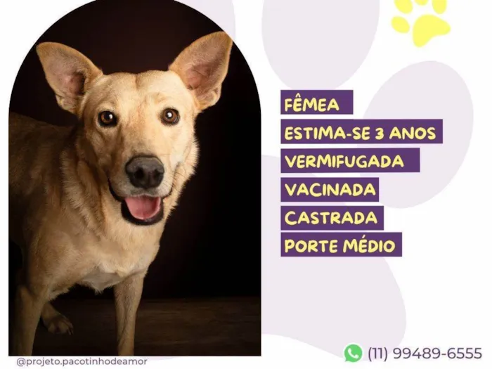 Cachorro ra a SRD-ViraLata idade 3 anos nome Branca Letícia 
