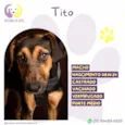 Tito