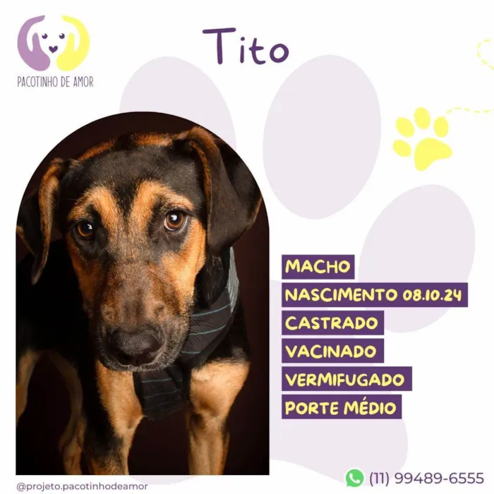 Cachorro ra a SRD-ViraLata idade 2 a 6 meses nome Tito