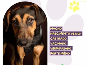 Cachorro raça SRD-ViraLata idade 2 a 6 meses nome Tito