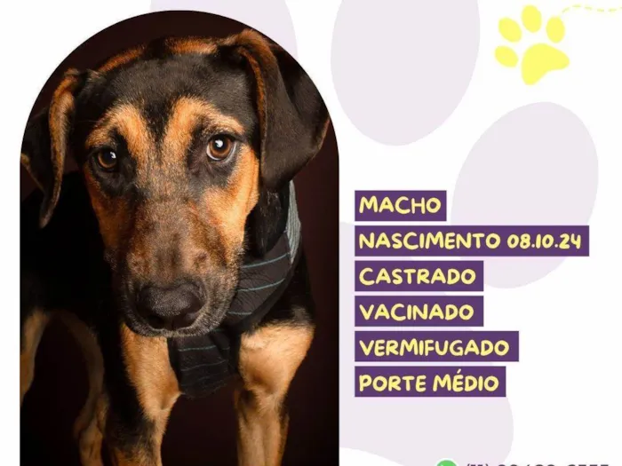 Cachorro ra a SRD-ViraLata idade 2 a 6 meses nome Tito