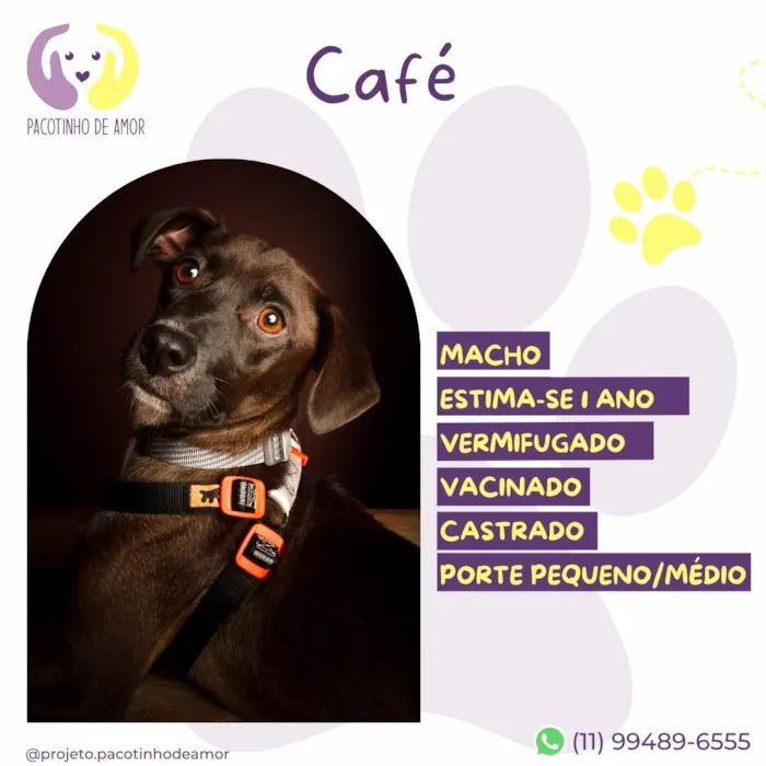 Cachorro ra a SRD-ViraLata idade 1 ano nome Café