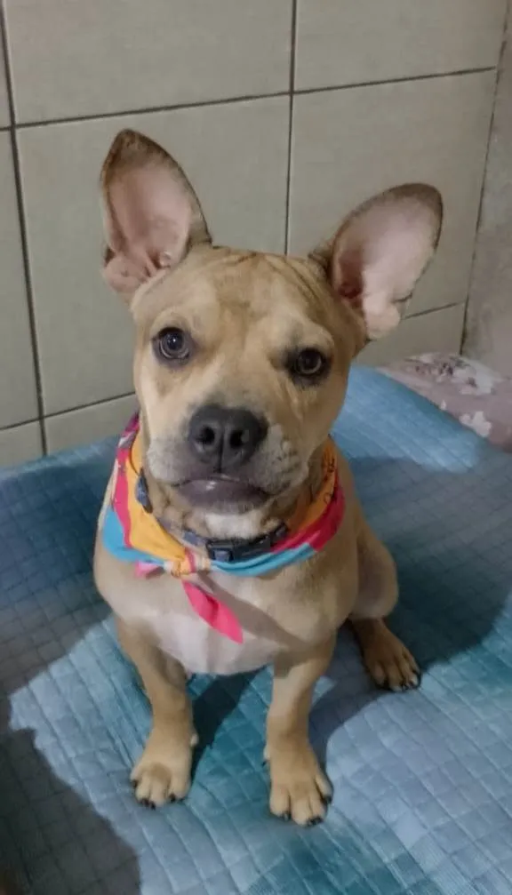 Cachorro ra a SRD-ViraLata idade 7 a 11 meses nome Tom