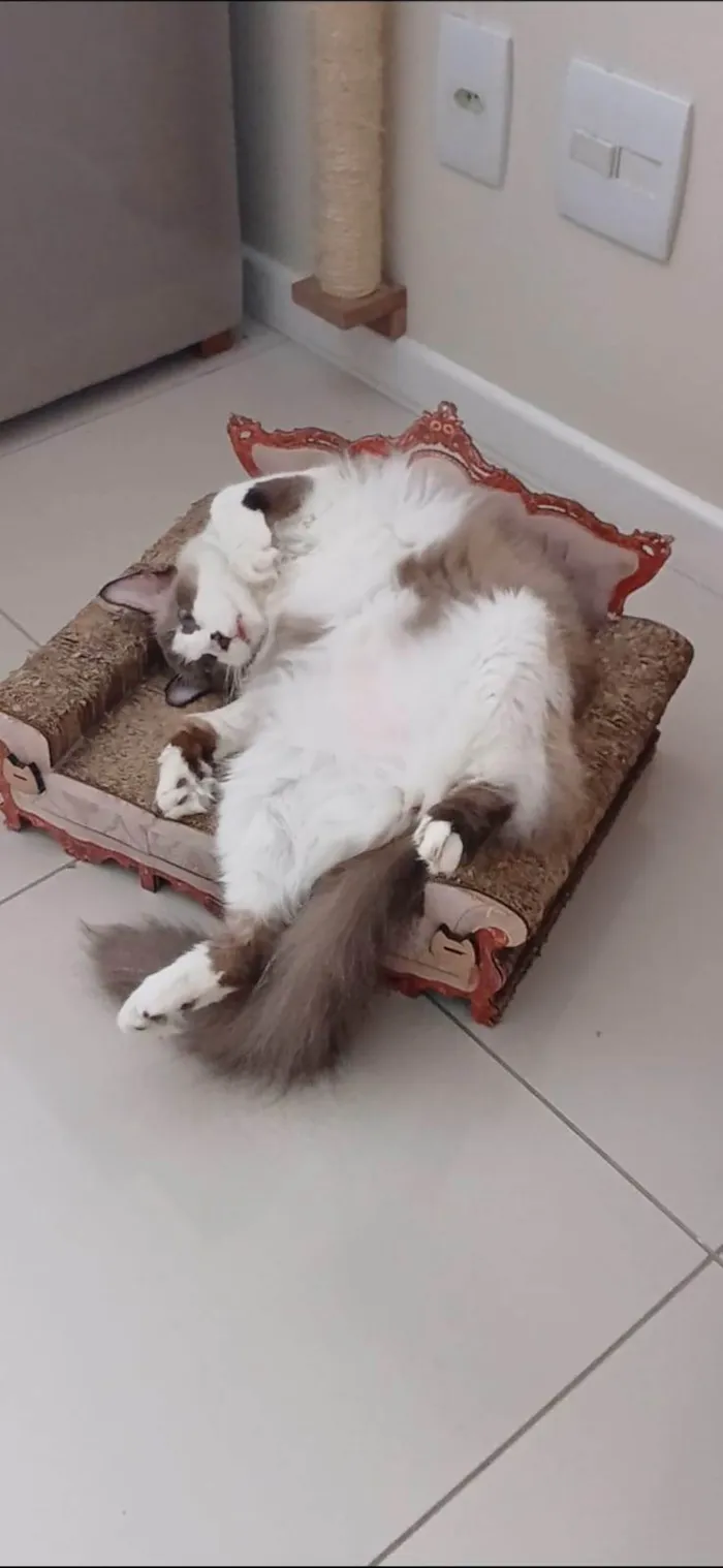 Gato ra a SRD-ViraLata idade 2 anos nome CLEO