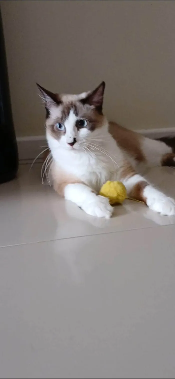 Gato ra a SRD-ViraLata idade 2 anos nome CLEO