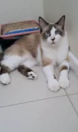 CLEO