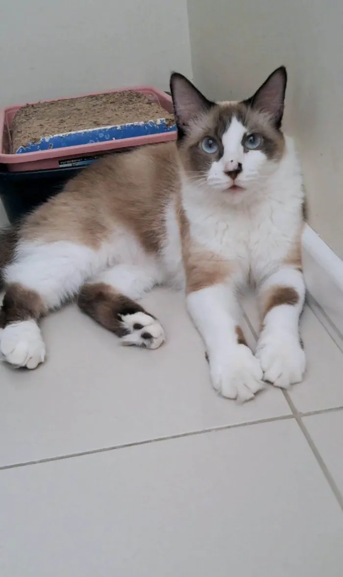 Gato ra a SRD-ViraLata idade 2 anos nome CLEO