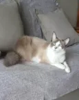 CLEO