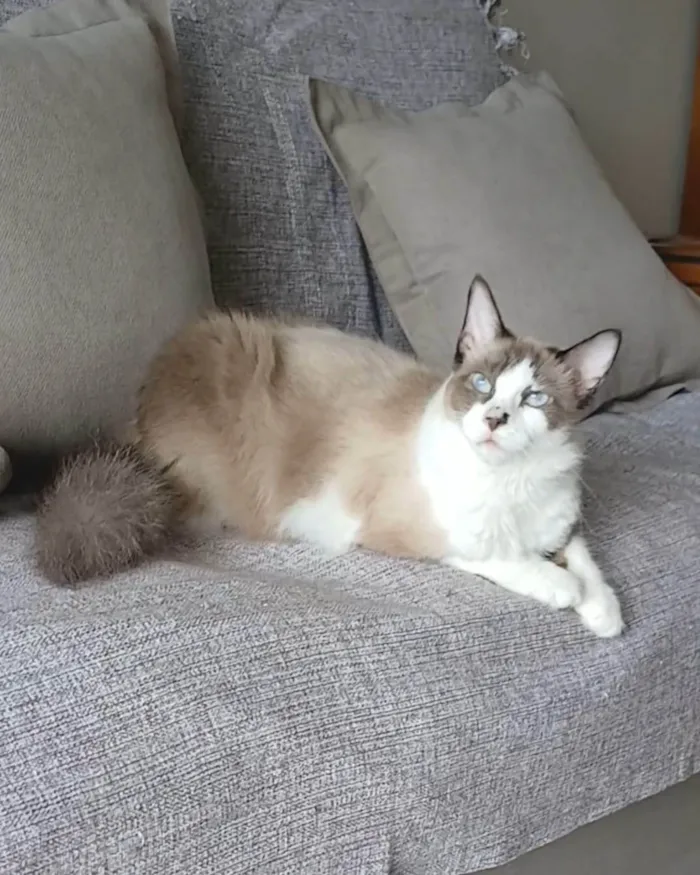 Gato ra a SRD-ViraLata idade 2 anos nome CLEO