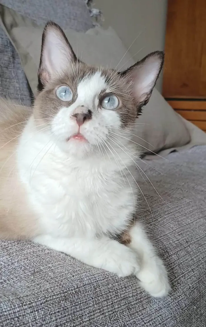 Gato ra a SRD-ViraLata idade 2 anos nome CLEO