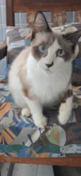 CLEO