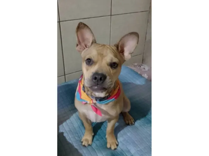Cachorro ra a SRD-ViraLata idade 7 a 11 meses nome Tom