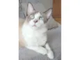 CLEO