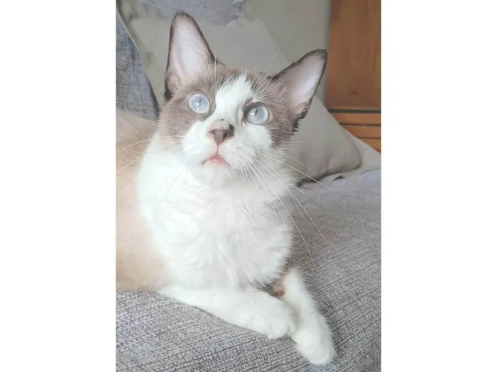 Gato ra a SRD-ViraLata idade 2 anos nome CLEO