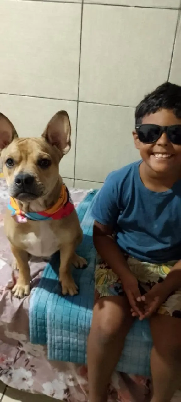 Cachorro ra a SRD-ViraLata idade 7 a 11 meses nome Tom