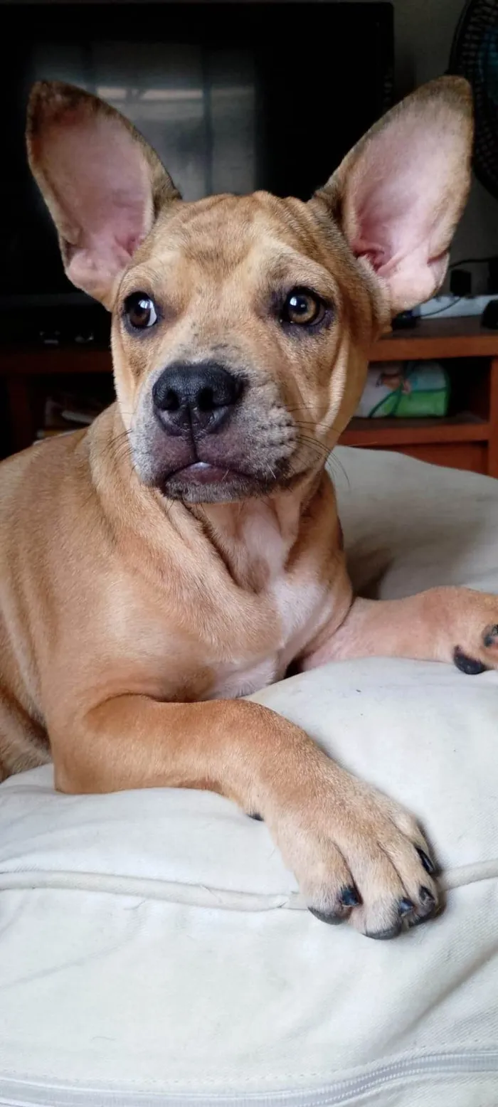 Cachorro ra a SRD-ViraLata idade 7 a 11 meses nome Tom