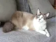 CLEO