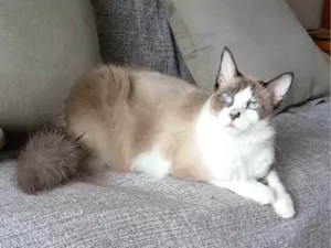 Gato raça SRD-ViraLata idade 2 anos nome CLEO