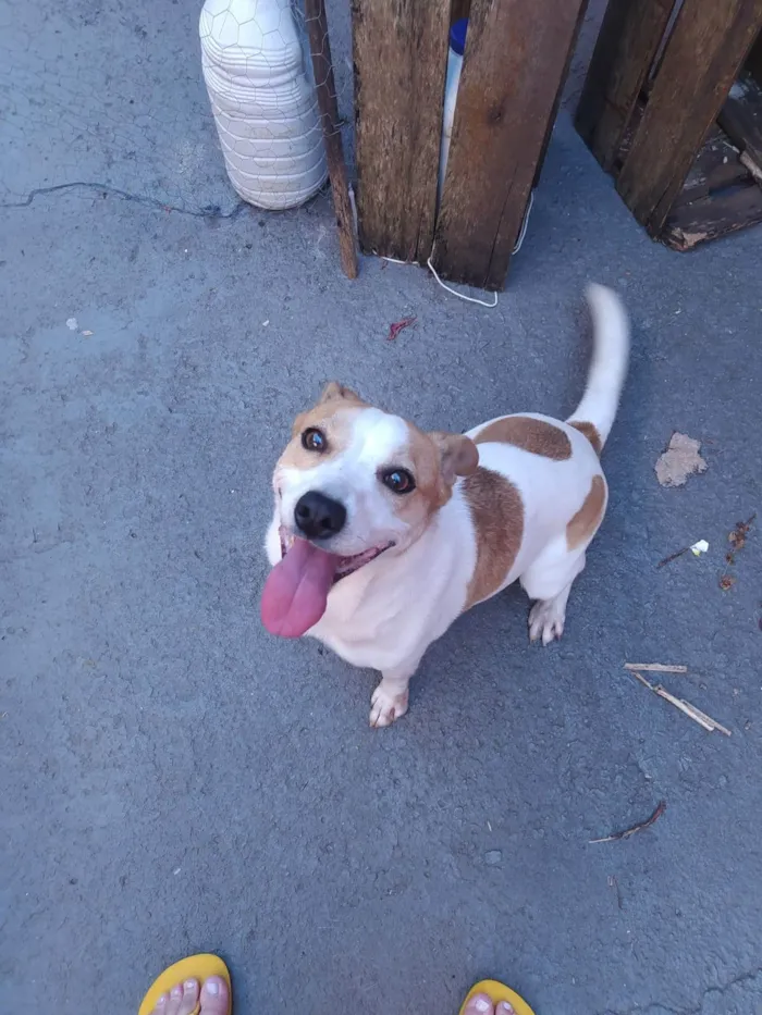 Cachorro ra a SRD-ViraLata idade 4 anos nome Lua