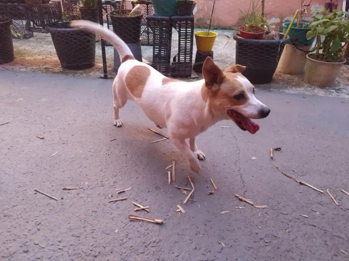 Cachorro ra a SRD-ViraLata idade 4 anos nome Lua