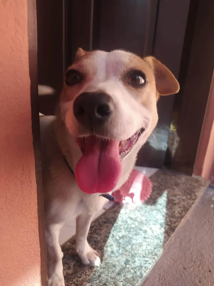 Cachorro ra a SRD-ViraLata idade 4 anos nome Lua