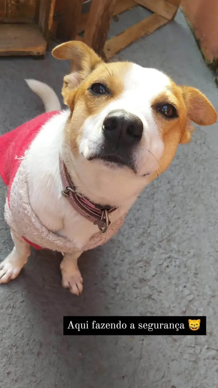 Cachorro ra a SRD-ViraLata idade 4 anos nome Lua