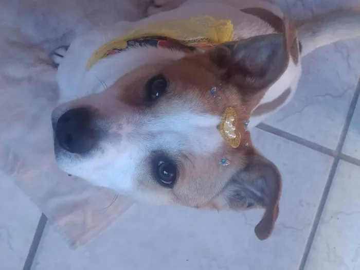 Cachorro ra a SRD-ViraLata idade 4 anos nome Lua