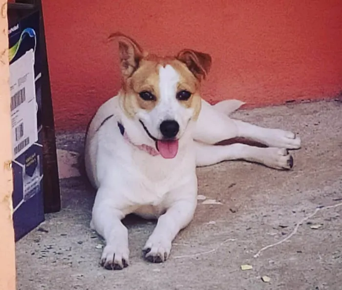 Cachorro ra a SRD-ViraLata idade 4 anos nome Lua
