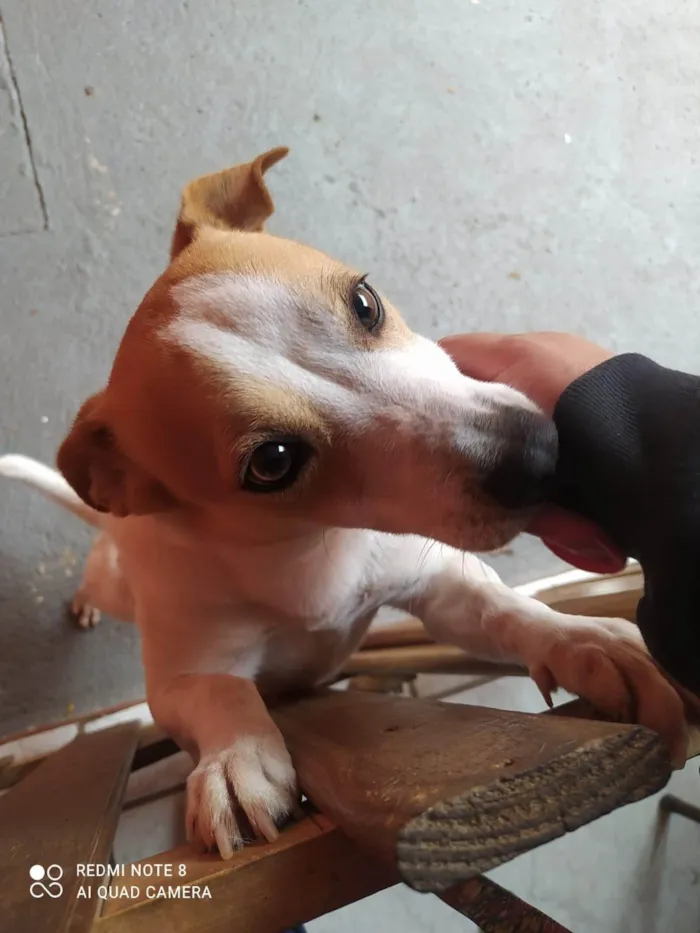 Cachorro ra a SRD-ViraLata idade 4 anos nome Lua