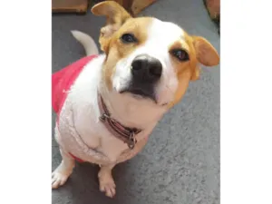 Cachorro raça SRD-ViraLata idade 4 anos nome Lua