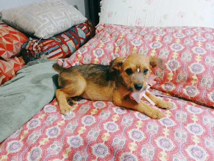 Cachorro ra a SRD-ViraLata idade 2 a 6 meses nome Yuki e kira