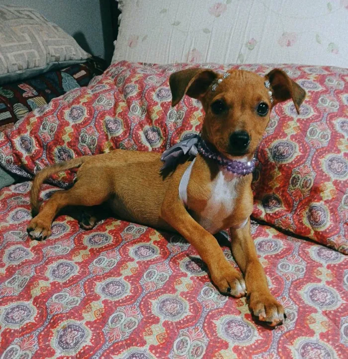 Cachorro ra a SRD-ViraLata idade 2 a 6 meses nome Yuki e kira