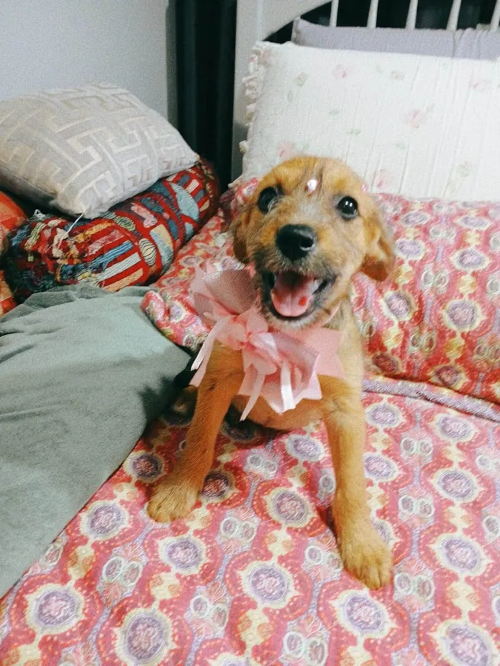 Cachorro ra a SRD-ViraLata idade 2 a 6 meses nome Yuki e kira